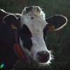 AI Good Practice: Keeping farmers happy and cows healthy